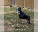 Small #3 Doberman Pinscher