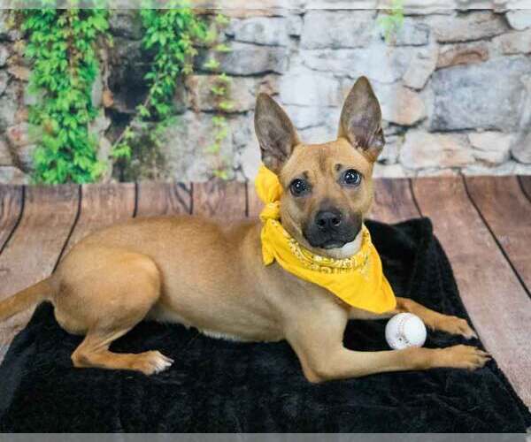 Medium Photo #3 Mutt Puppy For Sale in Kennesaw, GA, USA
