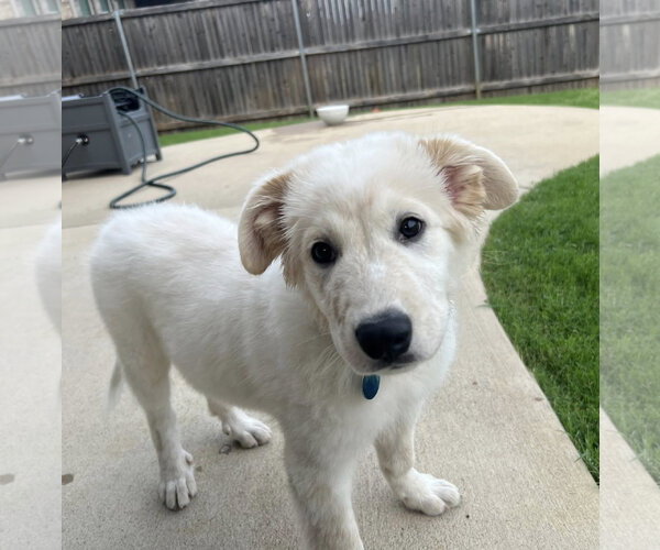 Medium Photo #1 Great Pyrenees Puppy For Sale in Dallas, TX, USA