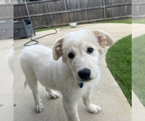 Great Pyrenees Dogs for adoption in Dallas, TX, USA