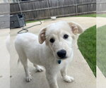 Small Great Pyrenees