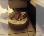 Small #1 Chihuahua