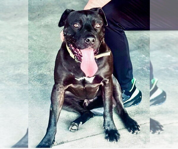 Medium Photo #1 Mutt Puppy For Sale in Los Angeles, CA, USA