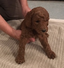 Poodle (Standard) Puppy for sale in WEST FORK, AR, USA
