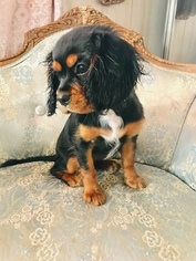 Cavalier King Charles Spaniel Puppy for sale in CITRUS HEIGHTS, CA, USA