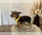 Trey - Male Yorkshire Terrier Puppy for Sale - Photo #6