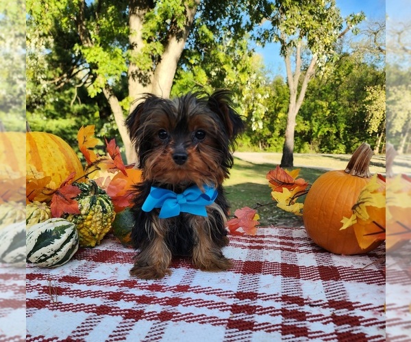 Medium Photo #1 Yorkshire Terrier Puppy For Sale in INDIANAPOLIS, IN, USA