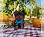 Image preview for Ad Listing. Nickname: Teacup Timmy