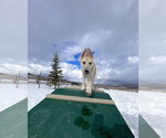 Small #2 German Shepherd Dog-Great Pyrenees Mix