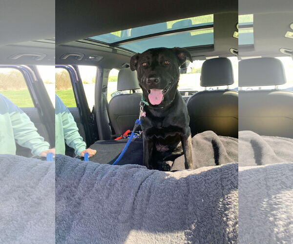 Medium Photo #4 Labrador Retriever-Unknown Mix Puppy For Sale in Coldwater, MI, USA