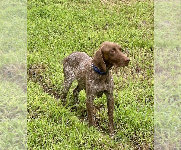 Medium Photo #1 German Shorthaired Pointer Puppy For Sale in WARSAW, NC, USA
