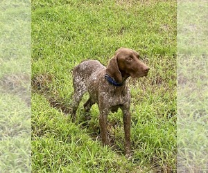 Mother of the German Shorthaired Pointer puppies born on 08/18/2025