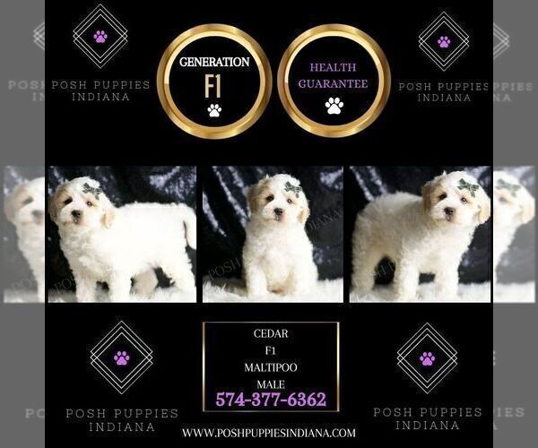 Medium Photo #11 Maltipoo (Miniature) Puppy For Sale in WARSAW, IN, USA