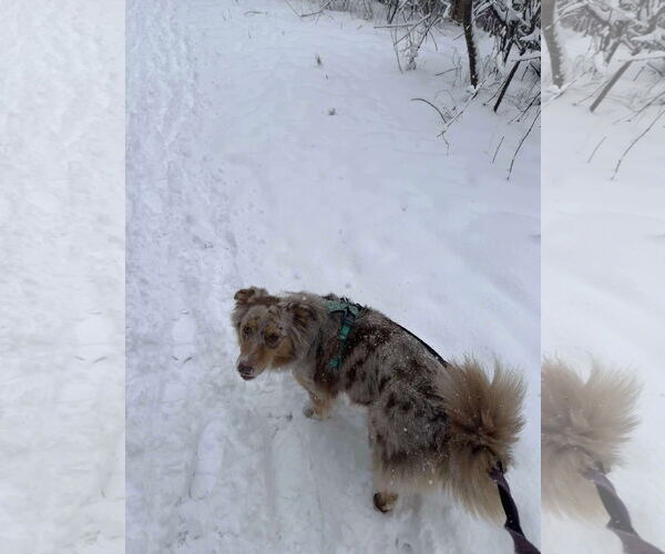 Medium Photo #12 Australian Shepherd Puppy For Sale in Oro Medonte, Ontario, Canada