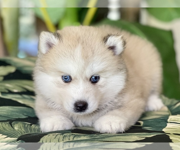 Medium Photo #1 Pomsky-Siberian Husky Mix Puppy For Sale in WINDERMERE, FL, USA