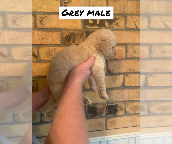 Medium Photo #7 Goldendoodle Puppy For Sale in HUGHES SPRINGS, TX, USA
