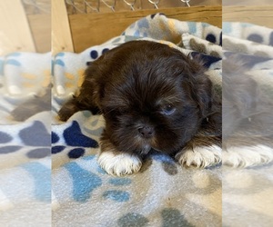 Shih Tzu Puppy for sale in SALUDA, SC, USA