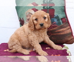 Small Cavalier King Charles Spaniel-Goldendoodle Mix