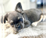 Small #29 French Bulldog