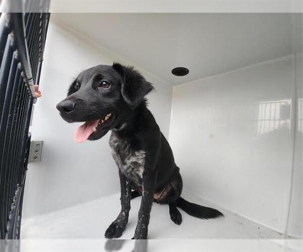 Medium Photo #1 Lab-Pointer Puppy For Sale in Houston, TX, USA