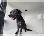 Small Lab-Pointer