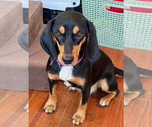 Doxle Dogs for adoption in Mooresville, NC, USA