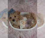 Small Photo #5 Maltipoo (Toy) Puppy For Sale in PEMBROKE PINES, FL, USA