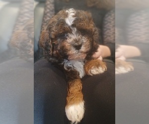 Maltipoo (Toy) Puppy for sale in BURLINGTON, MA, USA