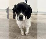 Small #7 Cocker Spaniel Mix