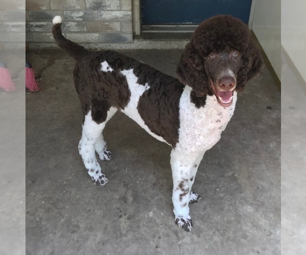 Medium Photo #1 Poodle (Standard) Puppy For Sale in MARION, TX, USA