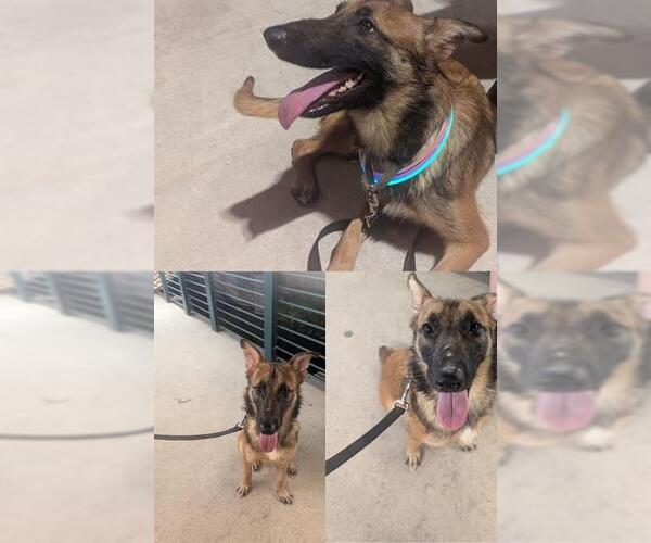 Medium Photo #2 Mutt Puppy For Sale in San Antonio, TX, USA