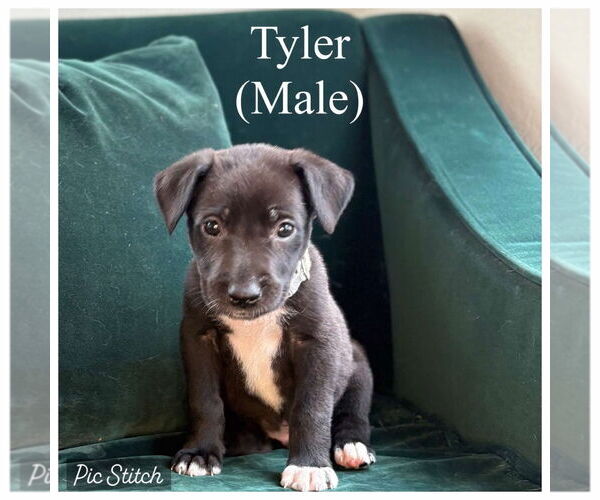 Medium Photo #8 German Shepherd Dog-Great Dane Mix Puppy For Sale in Bullard, TX, USA