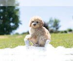 Small Photo #5 Cavapoo Puppy For Sale in WARSAW, IN, USA