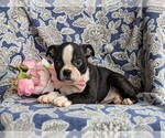 Small Photo #5 Boston Terrier Puppy For Sale in EPHRATA, PA, USA