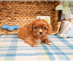 Small #2 Cavalier King Charles Spaniel