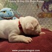 Small Photo #28 Dogo Argentino Puppy For Sale in JANE, MO, USA