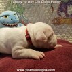 Small #27 Dogo Argentino