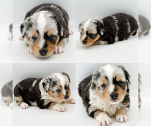 Miniature Australian Shepherd Puppy for sale in BROOKER, FL, USA