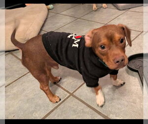 Harvey * Adopt or Foster* - Male Dachshund-Unknown Mix Dog for Adoption - Photo #4