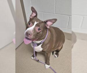 Mutt Dogs for adoption in Decatur, IL, USA