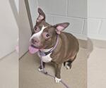 GINGER - Female Mutt Dog for Adoption - Small photo