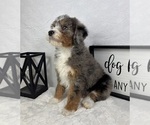 Small #4 Bernedoodle (Miniature)