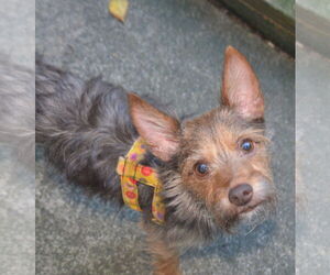 Chihuahua-Unknown Mix Dogs for adoption in Greensboro, NC, USA