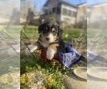 Small Photo #14 Australian Shepherd Puppy For Sale in FARMVILLE, VA, USA