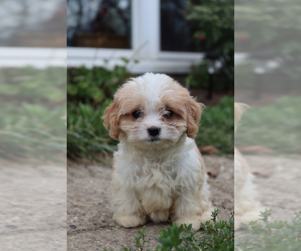 Medium Photo #2 Cavapoo Puppy For Sale in WEST SALEM, OH, USA