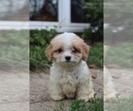 Small #1 Cavapoo