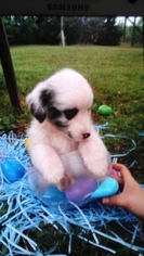 Miniature Australian Shepherd Puppy for sale in LUTHER, OK, USA