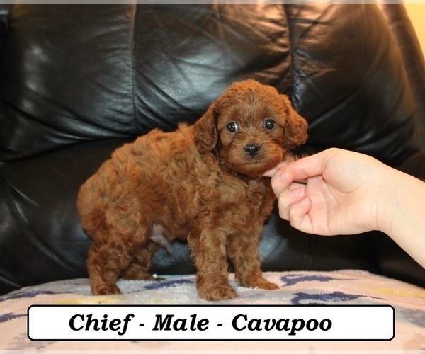 Medium Photo #2 Cavapoo (Miniature) Puppy For Sale in CLARKRANGE, TN, USA