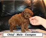 Small #1 Cavapoo (Miniature)