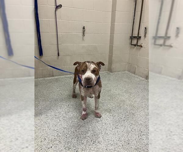 Medium Photo #1 American Pit Bull Terrier Puppy For Sale in Conroe, TX, USA